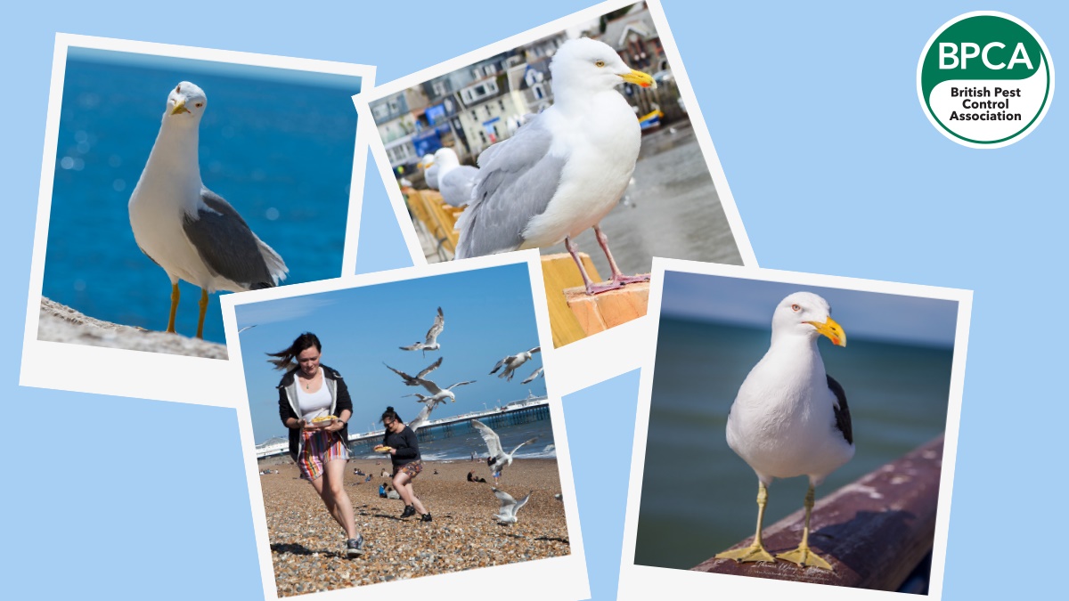 gull c2 gull c2